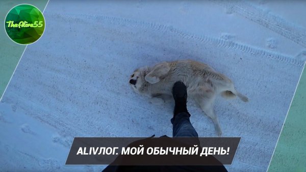 ALIVЛОГ. МОЙ ОБЫЧНЫЙ ДЕНЬ!