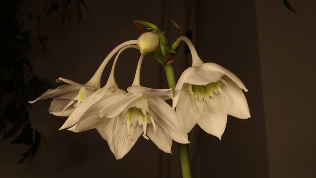 Amazoninlilja - Eucharis Amazonica