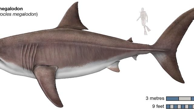 Korkunç Bir Evrim Başyapıtı: Megalodon Köpek Balığı Belgeseli
