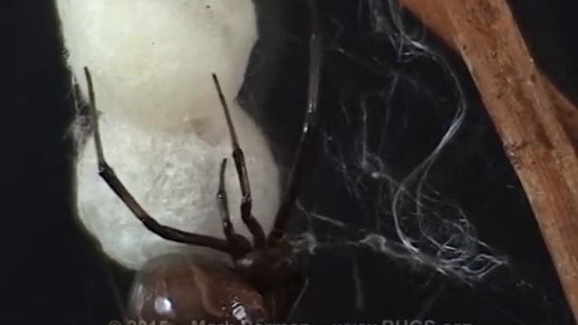 Black Widow Spider (Latrodectus mactans) adjusts her eggs смотреть онлайн