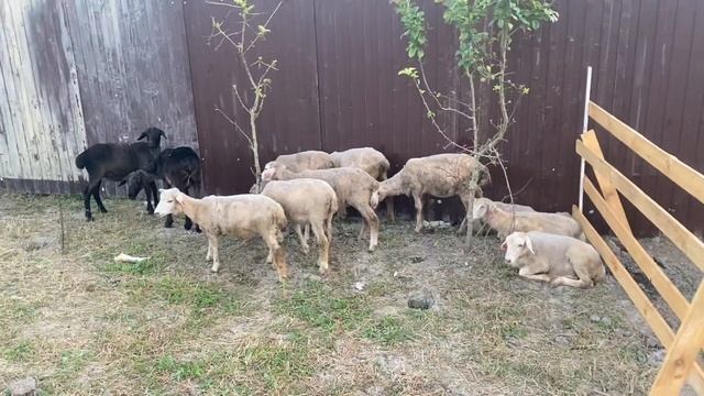 Мои первые ошибки при выборе овец. Романовские овцы смотреть онлайн