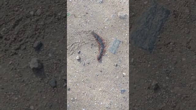 Животные на Вашем Экране