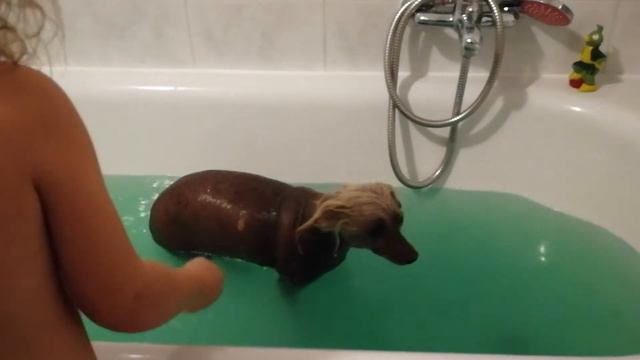 Купание Собачки Бэллы! Bellas Badezeit! #смешныеживотные смотреть онлайн