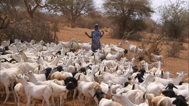 Desert Flower смотреть онлайн