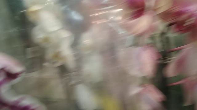 Орхидеи в Евроспаре/Майя/🌹пр.Героев🌻 (01.11.22) смотреть онлайн