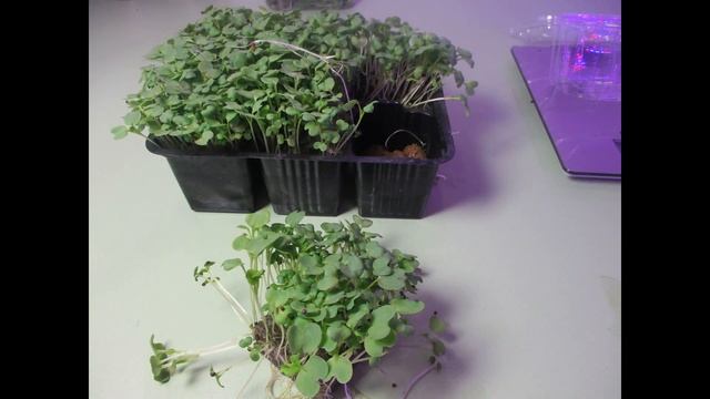 Выращивание на ситиферме. МИКРОЗЕЛЕНЬ горчица красная «Фрингед» за 12 дней смотреть онлайн