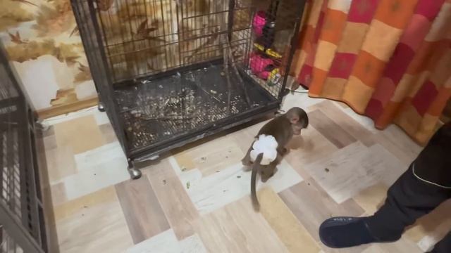 Что будет с Люсей и к чему мы её готовим! смотреть онлайн