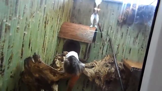 Игривые обезьянки, эдипов тамарин. Playful Monkey, Tamarin Oedipus.