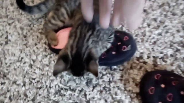 ALISA CATLIFE. АЛИСА ТАКОЕ ВЫТВОРЯЕТ 😻 смотреть онлайн