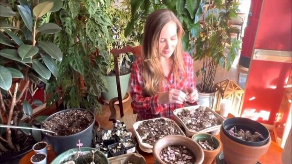 Secrets to Propagate String of Hearts |Rosary Vine Plant|Ceropegia Woodii Variegata |Easiest Method