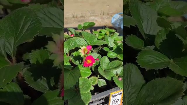 Красные и розовые цветы на клубнике смотреть онлайн