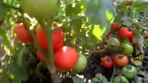 ТОМАТЫ ТАРПАН