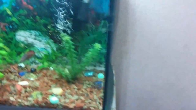 Мои питомцы рыбки смотреть онлайн