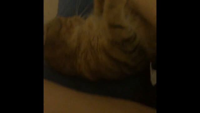 Что хочет котик? смотреть онлайн