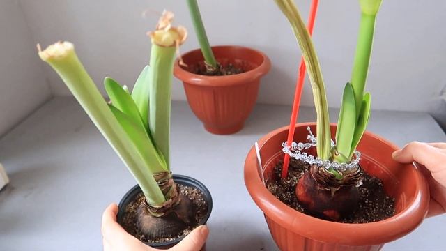 АМАРИЛЛИС (гиппеаструм) Отцвёл, что дальше? Юлия Датта