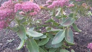 Очиток видный. Уход и размножение.