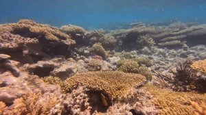 Риф Сани Дейс Эль Паласио 4*