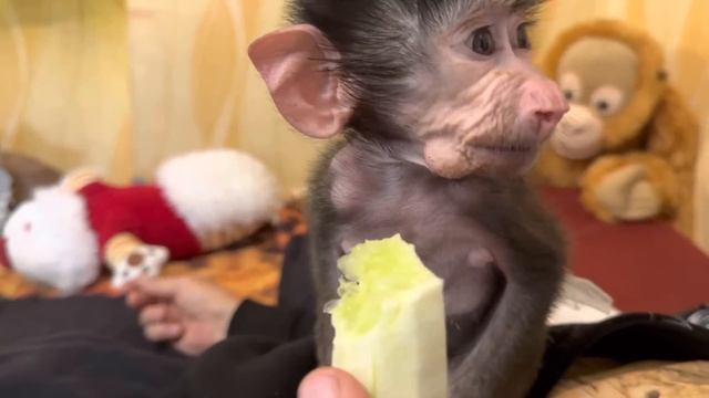 Гамадрилы ТАК НЕ ЕДЯТ! Просто любуюсь аккуратностью Степашка))) смотреть онлайн