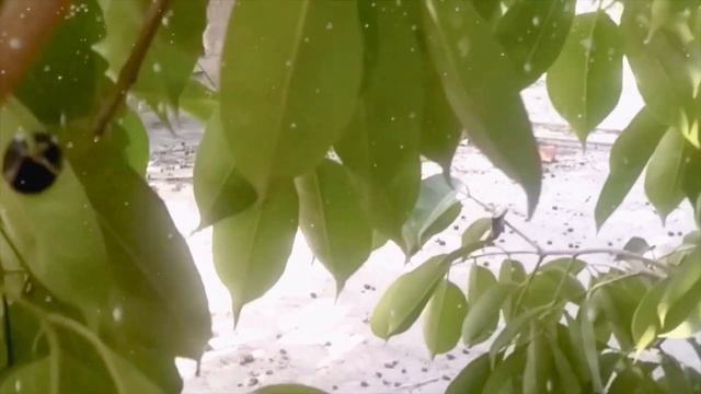 a clear vlog in java tree смотреть онлайн