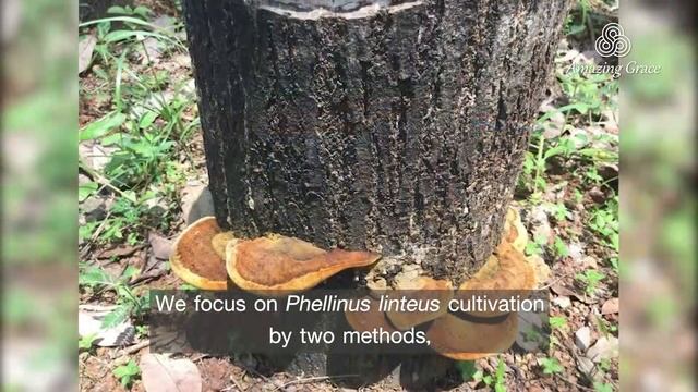 Natural Phellinus Mushroom New Visions of Modern Elixir of Life смотреть онлайн