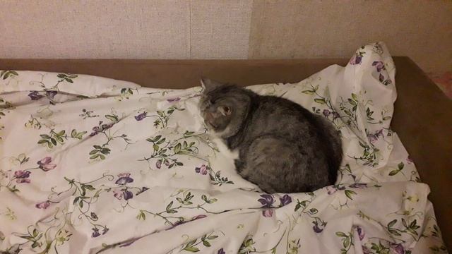Кошка спит, она устала! смотреть онлайн