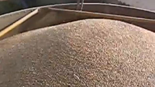 Циркуляция зерна в мобильной зерносушилке. смотреть онлайн