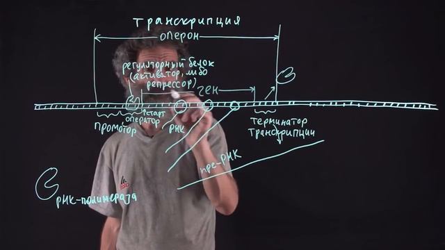 Цитология. Лекция 29. Транскрипция смотреть онлайн