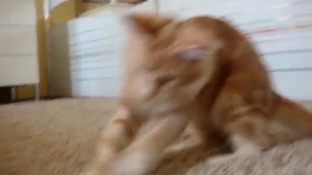 Chantelle Mon Amour Coon*UA 4m.MPG смотреть онлайн
