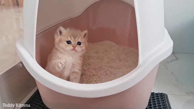 Tiny kittens learn to use the Litter Box смотреть онлайн