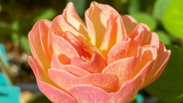 Lilian Austin Seedlings