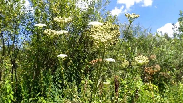 Мускусный усач (Aromia moschata) ловим на зонтичных цветах. Проверил выход Жуков-отшельников. смотреть онлайн