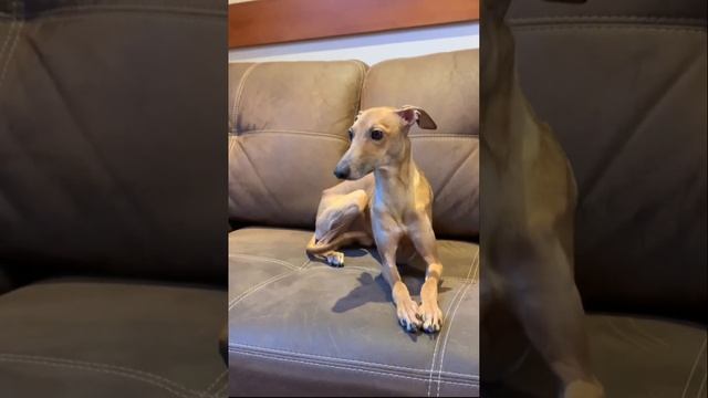 Only iggy? Italian greyhound (720p) смотреть онлайн