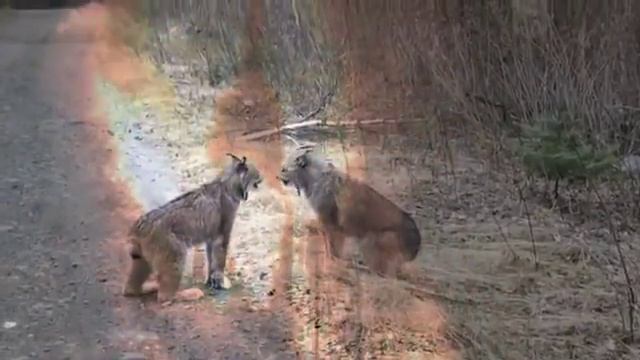 Рыси кричат под silencer смотреть онлайн