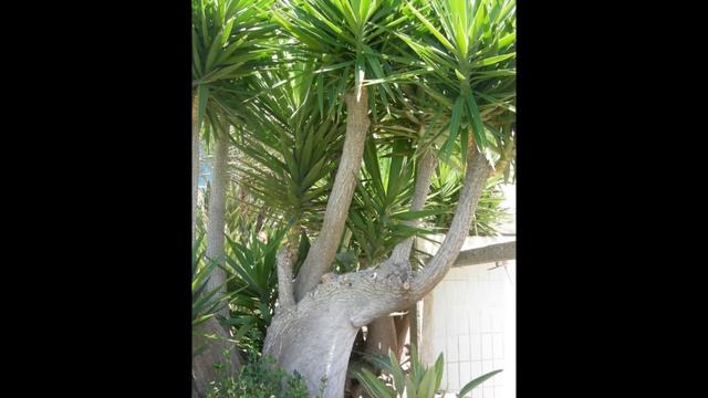 Отель Amathus Beach Hotel Limassol 5* (Кипр) смотреть онлайн