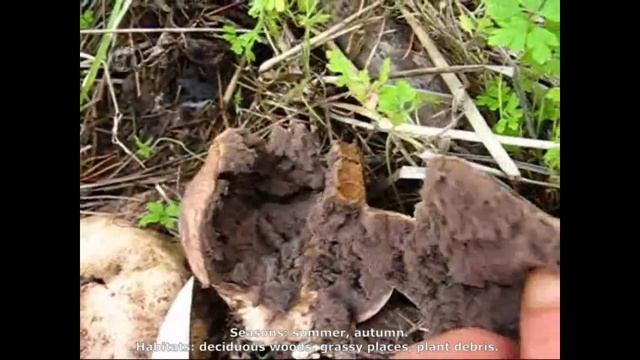 Scleroderma verrucosum. Champimaginatis. English Text. смотреть онлайн