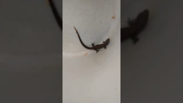 Я поймала ящерицу у которой не отпадает хвост!!! смотреть онлайн