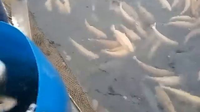 01.11.18. Запуск форели на малый водоём в кокино смотреть онлайн