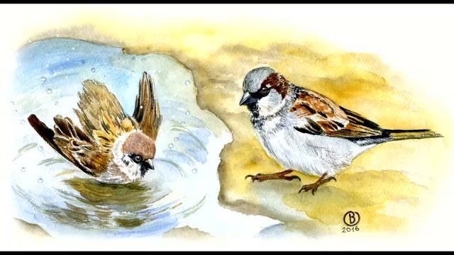 "Воробей с березы" (ст.М.Клоковой) - весенние песни в вальдорфском детском саду смотреть онлайн