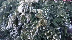 Альпийская астра Снежная лавина.