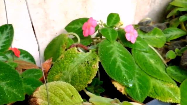 Episcia Fast Growing Idea And Full Flowers. Episcia Caring. Episcia Fertilizer.