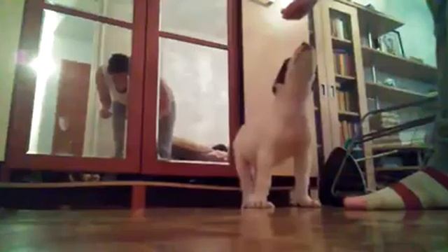 Дрессировка щенка алабая (САО) Учим щенка алабая ( 1 месяц 13 дней ) команде « дай лапу» . Урок 2 смотреть онлайн