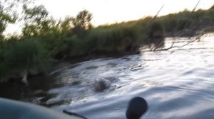 Ловля дикого карпа - сазана летом на боковой кивок***carp fishing