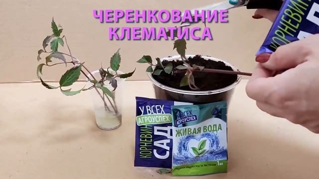 ЖИВАЯ ВОДА для черенкования клематисов смотреть онлайн