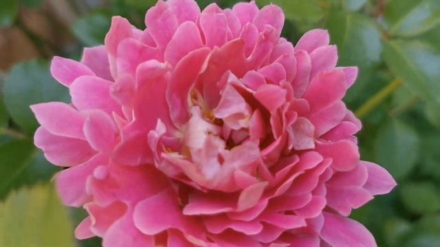 FANCY RUFFLE ROSE plant by INTERPLANT Netherlands バラ ファンシー ラッフル смотреть онлайн