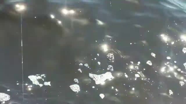 Sand Trout, how to catch sand trout #sandtrout #whitetrout #catchingsandtrout смотреть онлайн