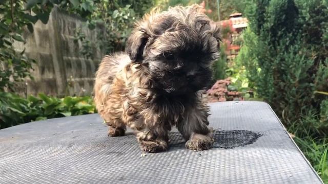 Николь с Волчьей земли. Русская цветная болонка, 2 месяца. Мини девочка. смотреть онлайн