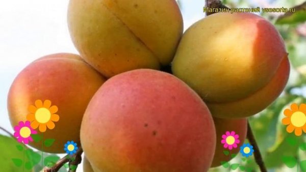 Абрикос обыкновенный Фаворит. Краткий обзор, описание характеристик prunus armeniaca Favorit