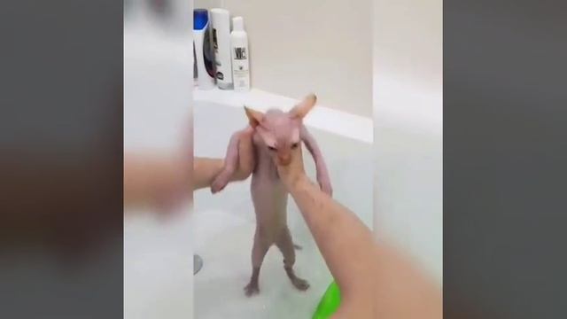 Как правильно купать сфинкса смотреть онлайн