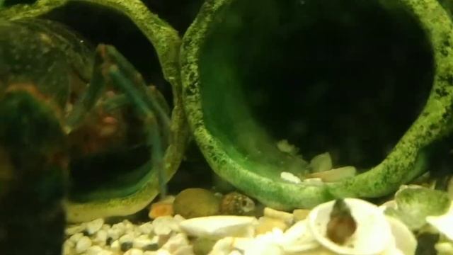 Семья австралийских раков в аквариуме. И барбусы. смотреть онлайн