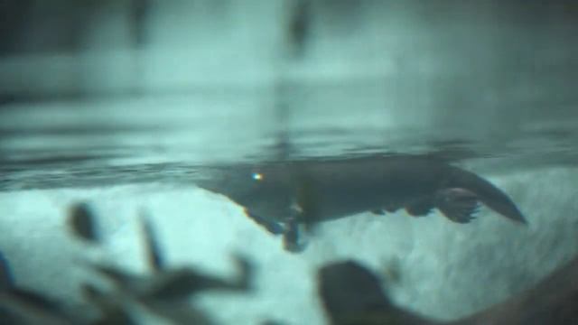 Утконос - единственное млекопитающее которое откладывает яйца.mp4